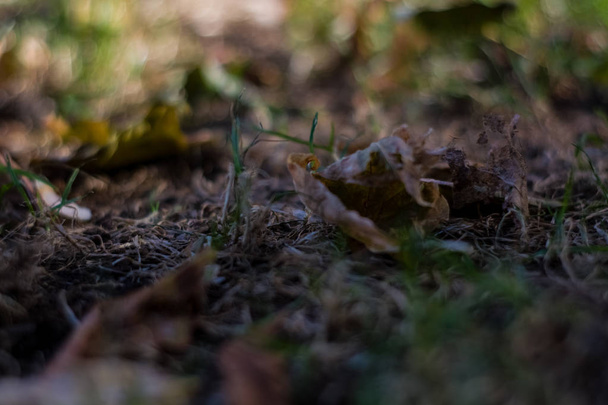 Background or texture of grass and fallen and yellowed leaves in autumn. - Foto, afbeelding