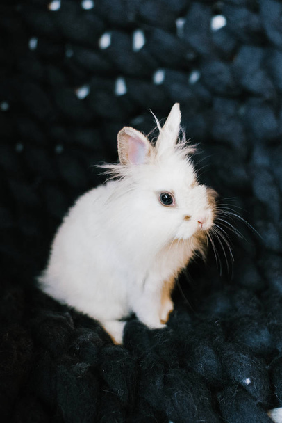 A white rabbit on a dark blue knitted plaid - Fotografie, Obrázek