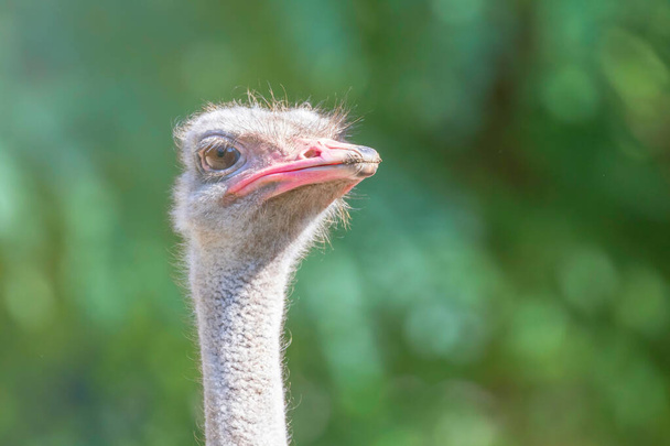 Ostrich Close up portrait, (Struthio camelus) Close up Ostrich H - Photo, Image