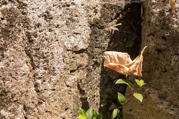 Folha caída em uma rede de aranha, atrás de uma rocha
 - Foto, Imagem