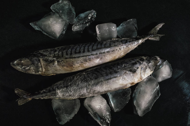 two frozen mackerel with ice on black background, frozen fish - 写真・画像