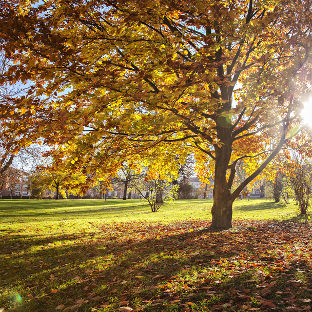 pestré podzimní park - Fotografie, Obrázek