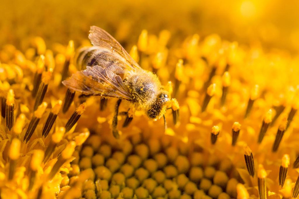 Medová včela pokrytá žlutým pylem sbírajícím slunečnicový nektar - Fotografie, Obrázek