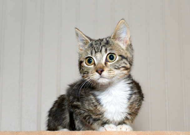 gris y negro rayas tabby gatito con blanco pecho y patas agachado mirando a los espectadores izquierda, curioso, sorprendida mirada en los ojos
. - Foto, imagen