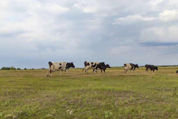 Стадо корів повертається ввечері на ферму, через поле
 - Фото, зображення