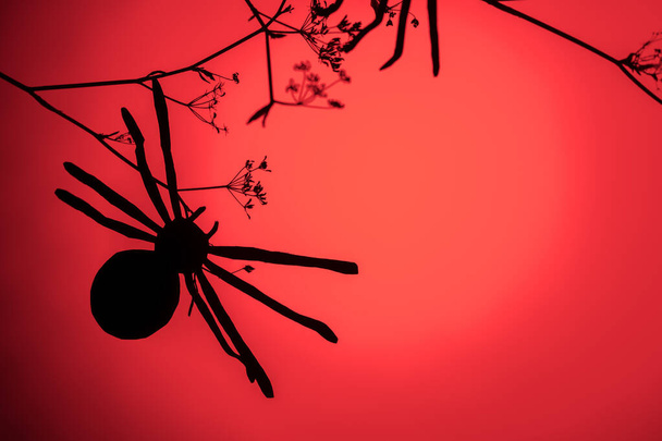 赤いネオンライトの背景に黒いクモと創造的なトレンディーなハロウィンの背景。コピースペース、ミニマリズム - 写真・画像