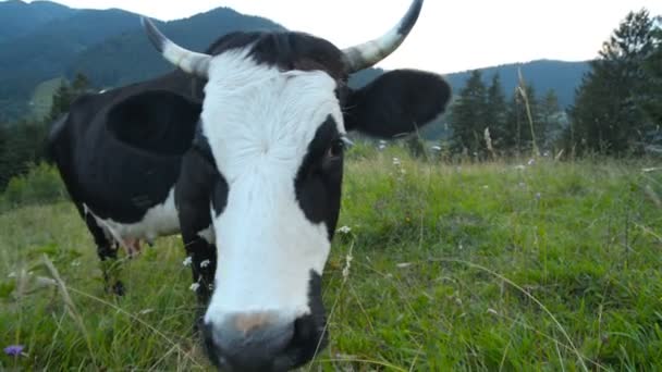 Funny kráva olizuje fotoaparát - Záběry, video