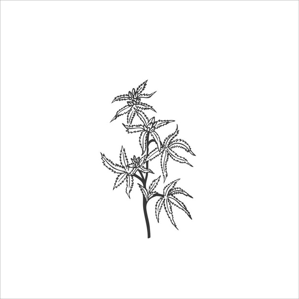 Cannabis branches and leaves isolated on white background. Hand drawn decorative botanical illustration for design. Medical hemp vector illustration - Vector, Image