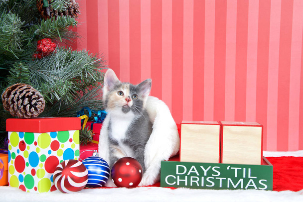 Calico kitten coming out of a stocking next to a christmas tree with colorful presents and holiday balls of ornaments next to Days until Christmas light beech wood blocks, blank for your numbers - Photo, Image