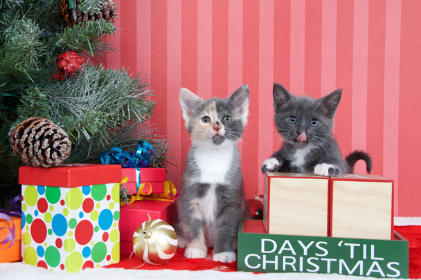 Calico a šedé a bílé koťata vedle vánočního stromečku s barevnými dárky a sváteční koule ozdoby vedle Days until Christmas light buk dřevo bloky, prázdné pro vaše čísla - Fotografie, Obrázek