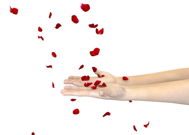 A menina pega as pétalas de uma rosa vermelha com as mãos. Fundo branco isolado
 - Foto, Imagem