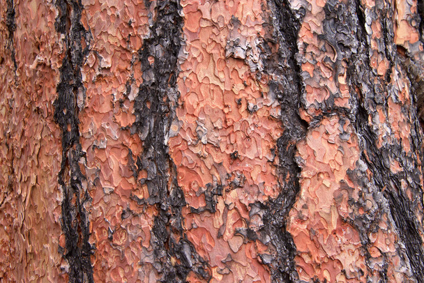 Detailní záběr textury na kmeni borovice Ponderosa ve Flagstaffu Arizona. Loupání kůry v jedinečné skládačce - Fotografie, Obrázek