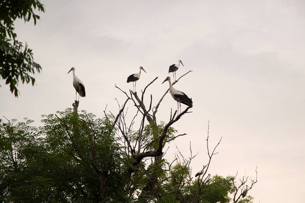 Un groupe de cigognes sur un arbre. Les cigognes sont assises sur un arbre et regardent dans différentes directions
. - Photo, image
