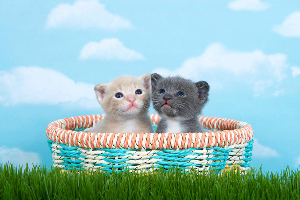 Dvě měsíční koťátka v jarním koši ve vysoké zelené trávě - Fotografie, Obrázek