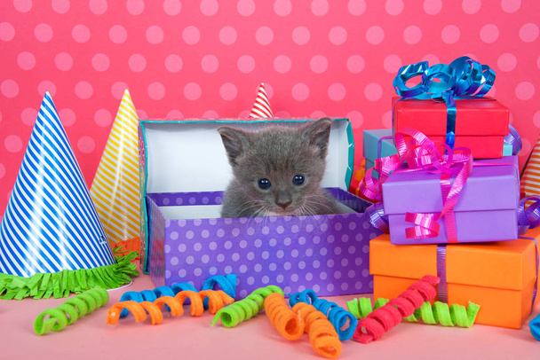 Gray and white kitten in birthday box with presents and party ha - Фото, изображение