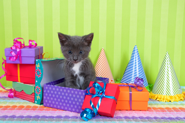 two month old gray and white tabby kitten peeking out of birthday present in a pile of brightly colored boxes with party hats, bright green stripped background with space for copy above - Photo, Image