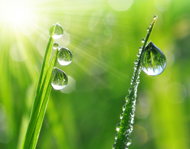 Dew drops - Foto, Bild