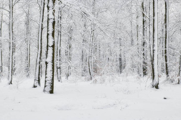 Winter forest covered with snow - Fotoğraf, Görsel