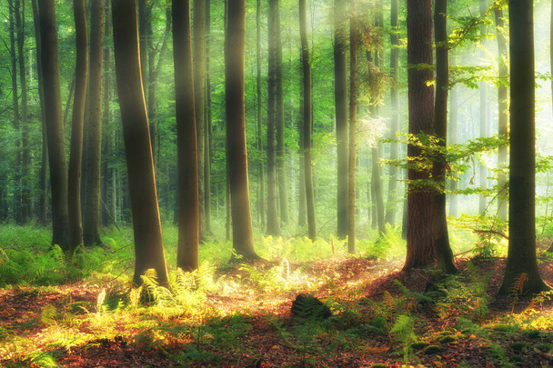 Kaunis aamu metsässä - Valokuva, kuva