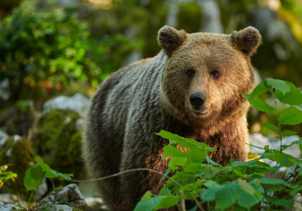Vadon élő barna medve (Ursus arctos) közelről - Fotó, kép