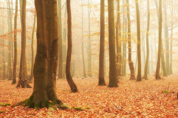 古いブナの森の秋 - 写真・画像