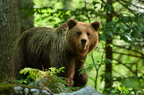 Wild brown bear (Ursus arctos) close up - Фото, зображення