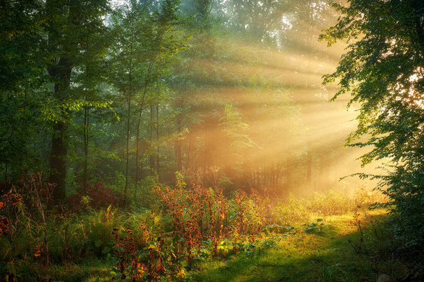 森の中の美しい朝 - 写真・画像