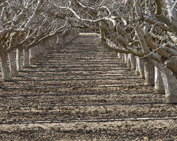 sentiero tra filari di alberi da frutto dormienti con abbeveratoi acr
 - Foto, immagini