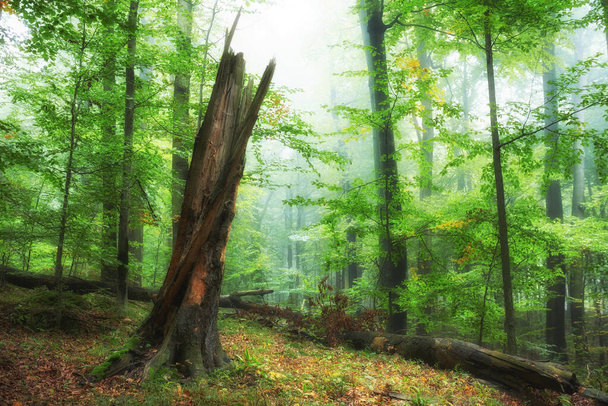 Hermosa mañana en el bosque - Foto, Imagen
