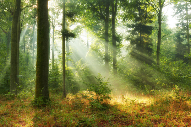 Beautiful morning in the forest - Photo, Image