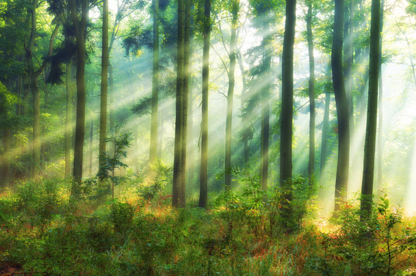 красивий ранок у лісі
 - Фото, зображення