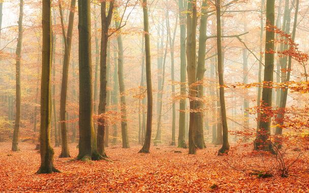 jesień w starych bukowych lasów - Zdjęcie, obraz