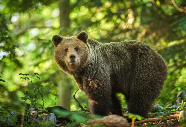 Wild καφέ αρκούδα (Ursus arctos) κοντά - Φωτογραφία, εικόνα
