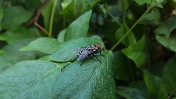 Diptera ist die Klassifikationsordnung der Insektenklasse, die auf Flügeln beruht, die die Eigenschaften haben, nur ein Paar dünne Flügel zu verwenden, die für den Flug funktionsfähig sind. - Foto, Bild