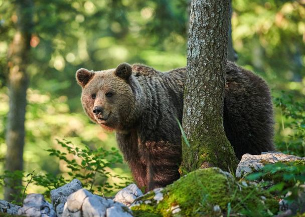 Wild brown bear (Ursus arctos) close up - Fotoğraf, Görsel