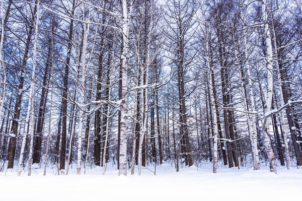 Beautiful outdoor nature landscape with tree in snow winter seas - Фото, зображення