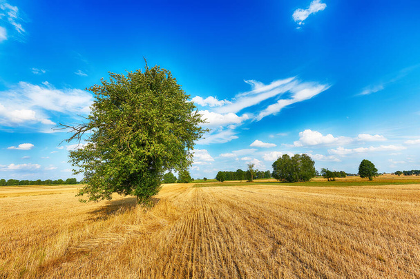 Arbre solitaire dans les champs sur ciel nuageux bleu
 - Photo, image