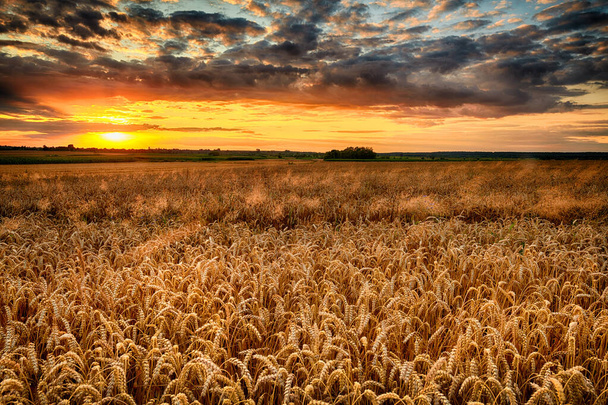 Прекрасний літній схід сонця над пшеничними полями
 - Фото, зображення