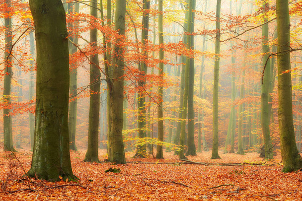 Mañana de otoño en el antiguo bosque de hayas
 - Foto, Imagen