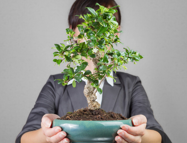 Business growth like bonsai tree - Valokuva, kuva