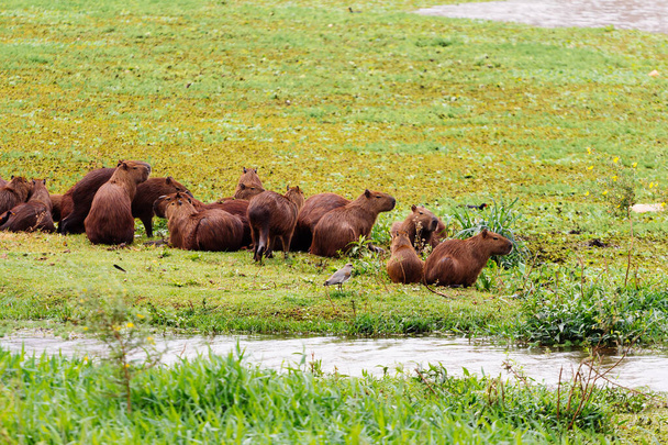Capybaras family in a wetland near a river in Brazil - Environmental Preservation Area - Ecology concept - Biodiversity and nature protection - Photo, Image