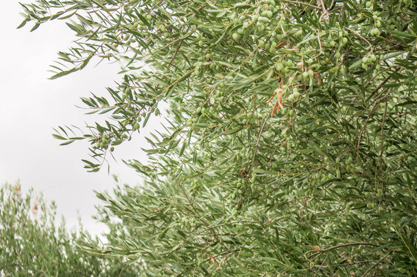 Olive tree branch with olives. Olive branch full of fruit and leafs. - Photo, Image