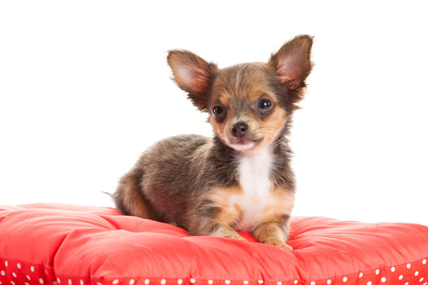 Chihuahua izolowane na białym tle - Zdjęcie, obraz