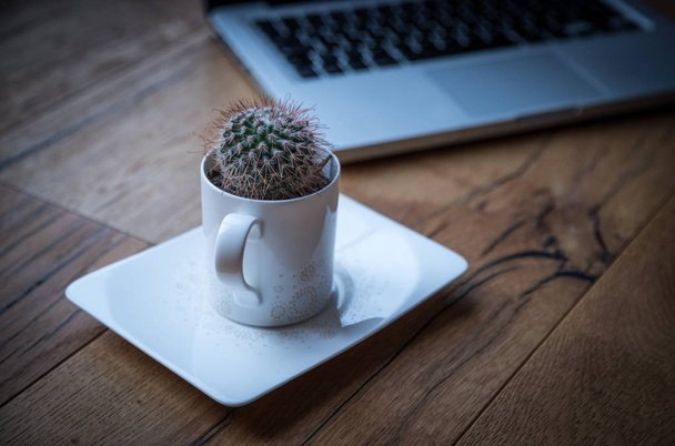 Laptop and cactus in flowerpot on wooden table - Photo, image