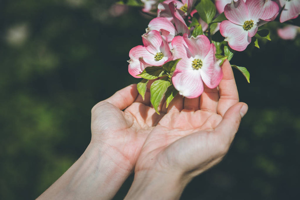 hands holding a pink flowers in the garden - Foto, afbeelding
