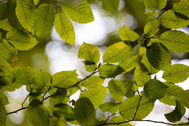 green leaves on the tree in the garden - Fotó, kép