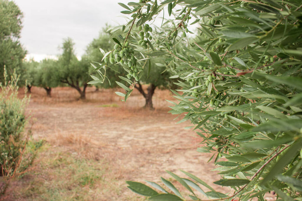 Впритул гілка оливкового дерева з оливками на оливкових деревах позаду. Оливкова гілка, повна фруктів і листя
. - Фото, зображення