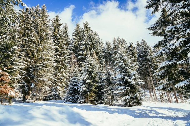 winter forest in the mountains - 写真・画像