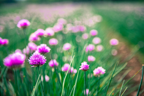 Trifolium pratense. Çiçek açan yonca çiçekleri. - Fotoğraf, Görsel