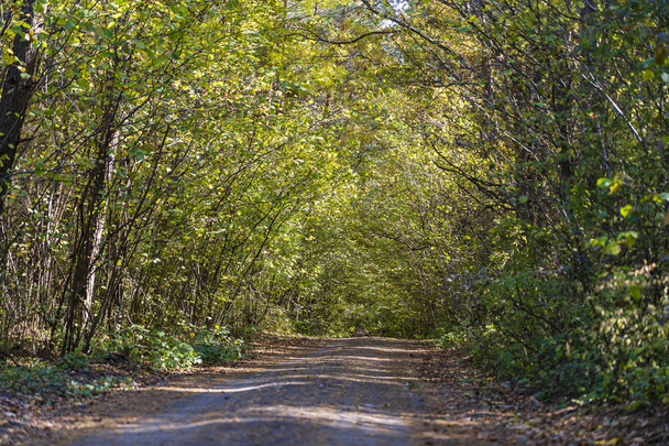 Χαμηλή γωνία ενός δρόμου στη μέση ενός δάσους Δέντρα που σχηματίζουν μια σήραγγα πάνω από ένα δρόμο το φθινόπωρο. Ουκρανία - Φωτογραφία, εικόνα